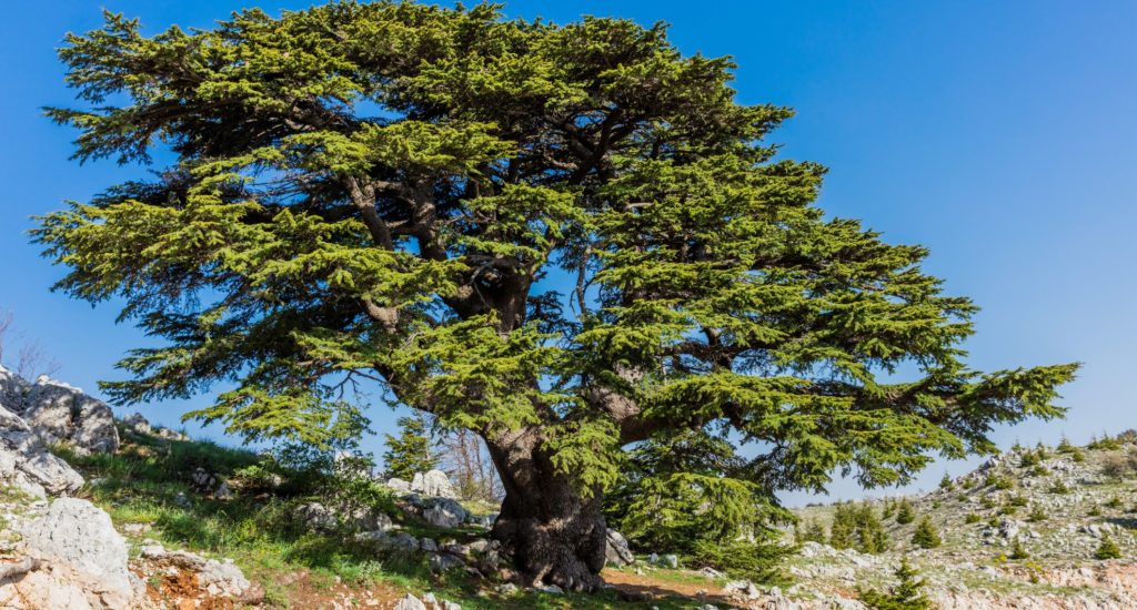 trees of Al Shouf Cedar Nature Reserve Barouk  in mount Lebanon Middle east