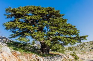 trees of Al Shouf Cedar Nature Reserve Barouk  in mount Lebanon Middle east